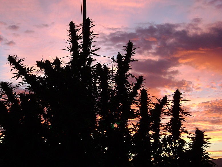 Sun grown cannabis plants at sunset in the Emerald Triangle, Southern Humboldt County