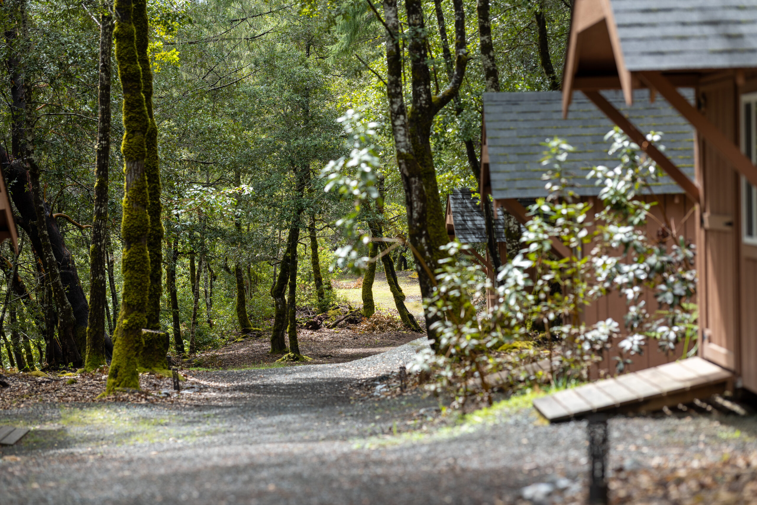 Cannabis friendly sleeping cabins nestled in old growth forest at Farmer and Flame retreat, Humboldt County.